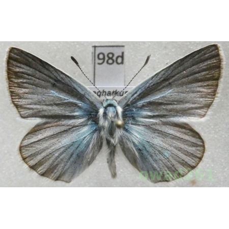 Polyommatus vanensis ssp. sheljuzhkoi Forster, 1960 male Armenia98d